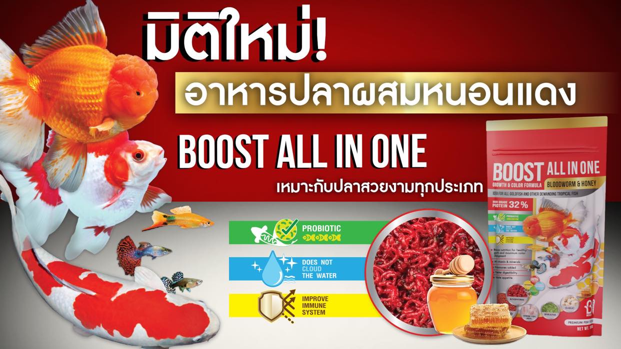 BOOST ALL IN ONE Bloodworm & Honey อาหารปลาผสมหนอนแดงและน้ำผึ้ง (เม็ดลอย) สำหรับสายพันธุ์ปลาทอง ทุกประเภท รวมสุดยอดอาหารโปรดของปลาอย่างหนอนแดงและน้ำผึ้งไว้ในเม็ดเดียว ให้กลิ่นหอมที่ปลาอดใจไม่ไหว ช่วยให้ปลาที่กินยากกลับมากินเก่งขึ้น อุดมไปด้วยกรดอะมิโนและวิตามินที่จำเป็น ไม่มีส่วนผสมของฮอร์โมน ปลอดภัยต่อปลา 100% ด้วยโปรตีน 32% แต่ยังช่วยให้ย่อยง่ายและสีสดใส น้ำไม่ขุ่น เสริมระบบภูมิคุ้มกันด้วยเบต้ากลูแคน
