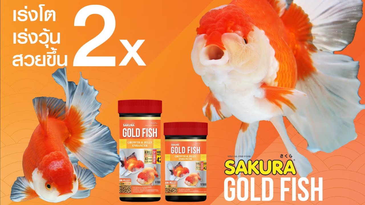 Sakura Special Gold Fish Growth & Jelly Enhancer อาหารที่เหมาะกับสายพันธุ์ปลาทอง สูตรเร่งโต เร่งวุ้น สวยขึ้น 2 เท่า ยกระดับความสวยขึ้นไปอีกขั้นกับ Specialist Series ที่ออกแบบมาเพื่อปลาทองสายประกายโดยเฉพาะ โปรตีนสูงถึง 42% เน้นการพัฒนาโครงสร้างให้ใหญ่และวุ้นที่หัวให้หนาขึ้น 2 เท่า มีส่วนผสมของคอลลาเจนที่ช่วยเสริมสร้างวุ้นโดยตรง พร้อมเบต้ากลูแคนและโปรไบโอติกช่วยให้ระบบย่อยดีและเสริมภูมิคุ้มกัน และเร่งสีอย่างรวดเร็วด้วยแอสตาแซนธินและสไปรูลิน่า ช่วยให้ปลาผิวเงางามและโตไวอย่างเห็นได้ชัด