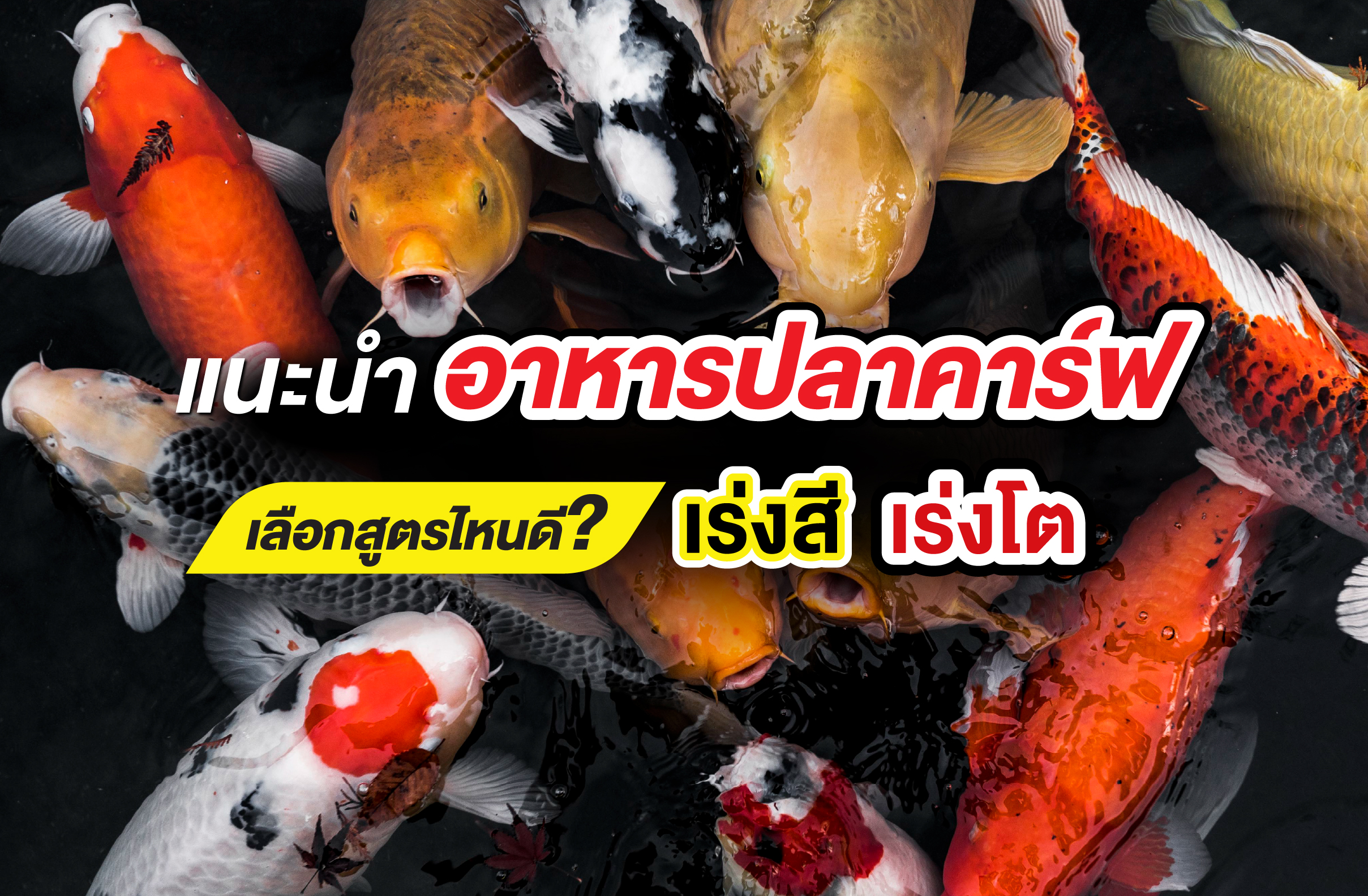 แนะนำอาหารปลาคาร์ฟ เลือกสูตรไหนดี เร่งสี เร่งโต