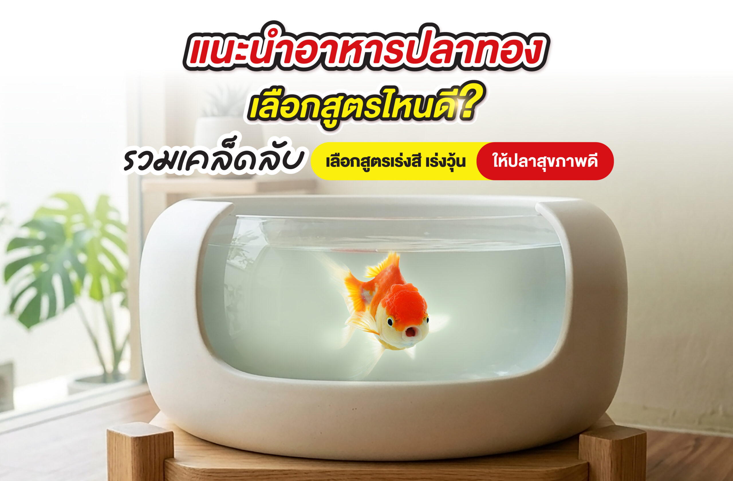 แนะนำอาหารปลาทอง เลือกสูตรไหนดี? รวมเคล็ดลับเลือกสูตรเร่งสี เร่งวุ้น ให้ปลาสุขภาพดี