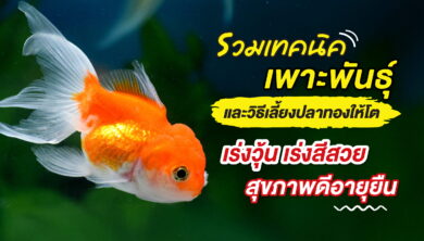 รวมเทคนิคเพาะพันธุ์และวิธีเลี้ยงปลาทองให้โต เร่งวุ้น เร่งสีสวย สุขภาพดีอายุยืน