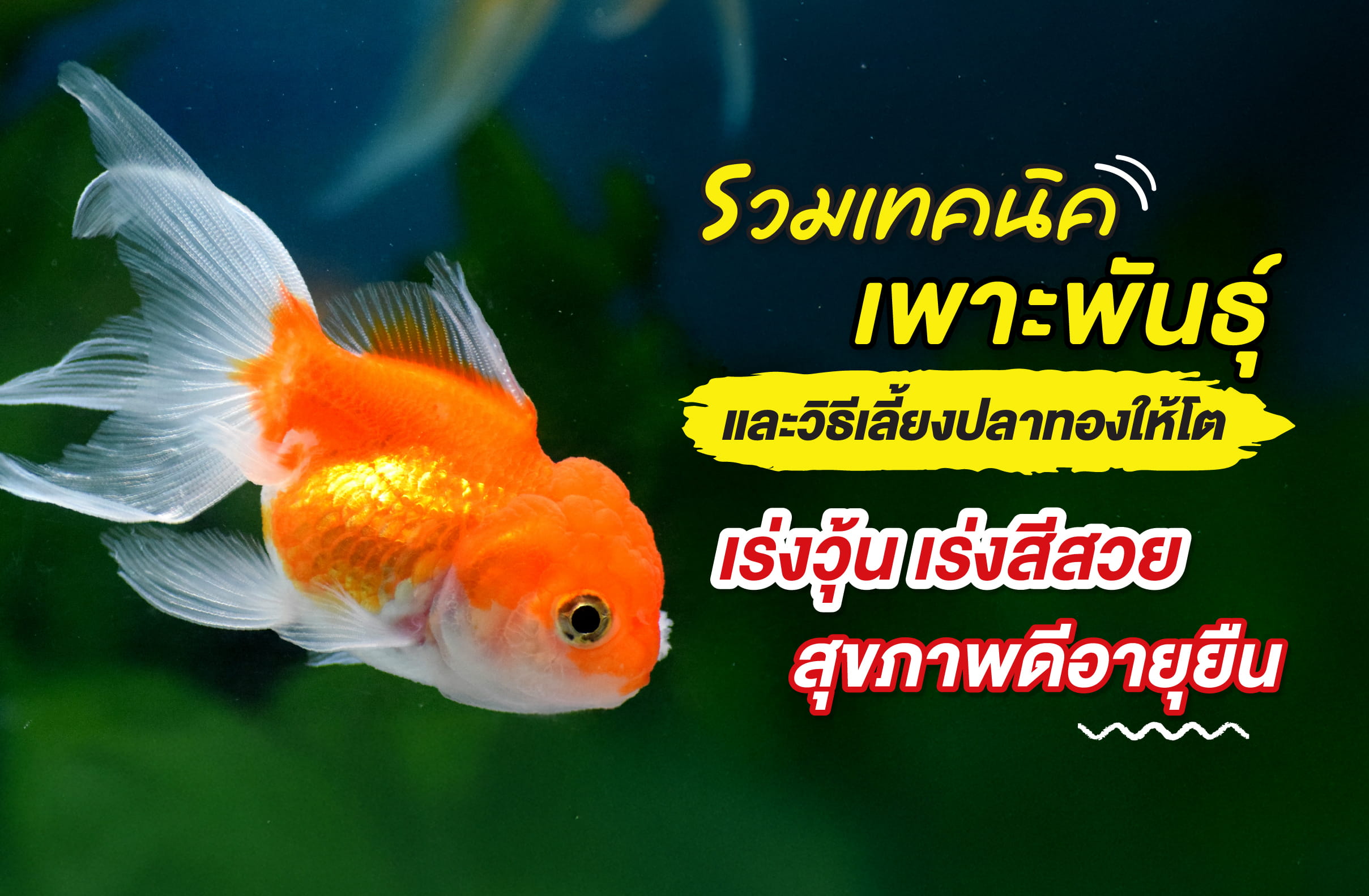 รวมเทคนิคเพาะพันธุ์และวิธีเลี้ยงปลาทองให้โต เร่งวุ้น เร่งสีสวย สุขภาพดีอายุยืน