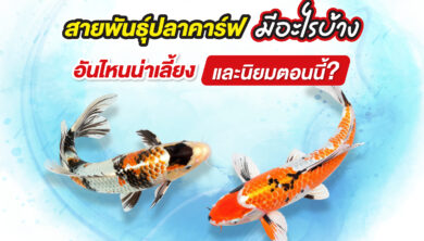สายพันธุ์ปลาคาร์ฟ มีอะไรบ้าง อันไหนน่าเลี้ยง และนิยมตอนนี้?