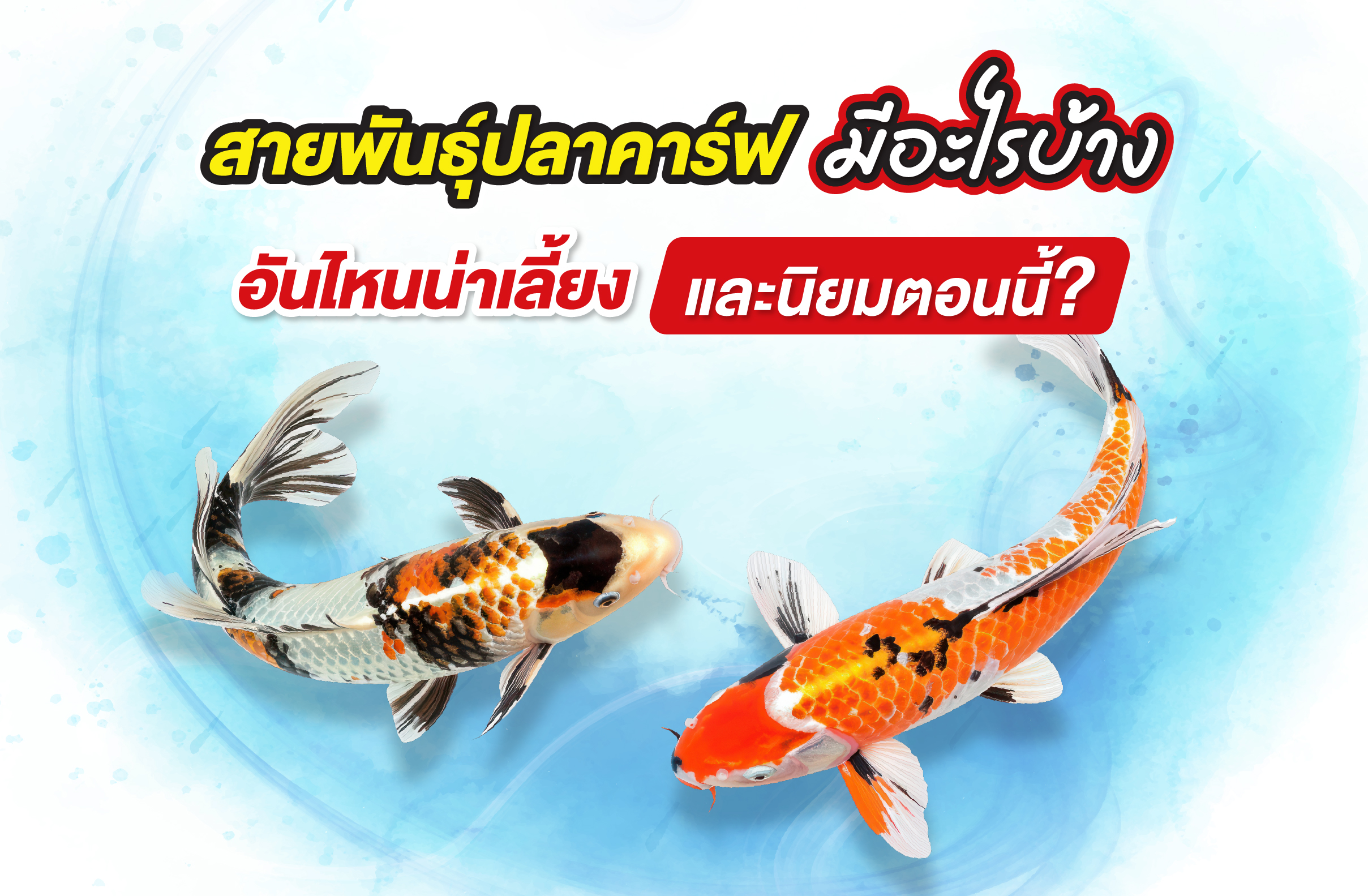 สายพันธุ์ปลาคาร์ฟ มีอะไรบ้าง อันไหนน่าเลี้ยง และนิยมตอนนี้?