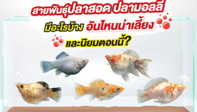 สายพันธุ์ปลาสอด ปลามอลลี่ มีอะไรบ้าง อันไหนน่าเลี้ยง และนิยมตอนนี้ สีสวย เลี้ยงง่าย เหมาะกับมือใหม่