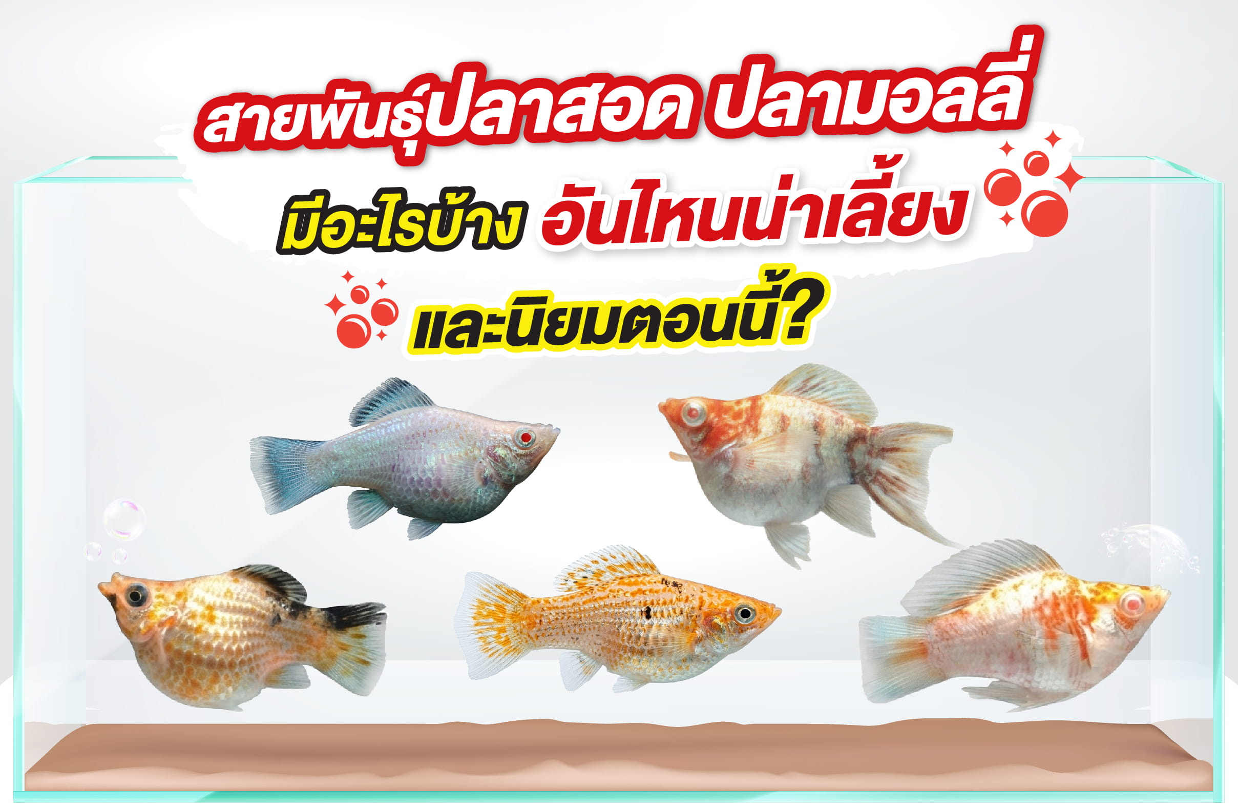 สายพันธุ์ปลาสอด ปลามอลลี่ มีอะไรบ้าง อันไหนน่าเลี้ยง และนิยมตอนนี้ สีสวย เลี้ยงง่าย เหมาะกับมือใหม่