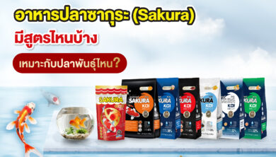 อาหารปลาซากุระ (Sakura) มีสูตรไหนบ้าง เหมาะกับปลาพันธุ์ไหน?