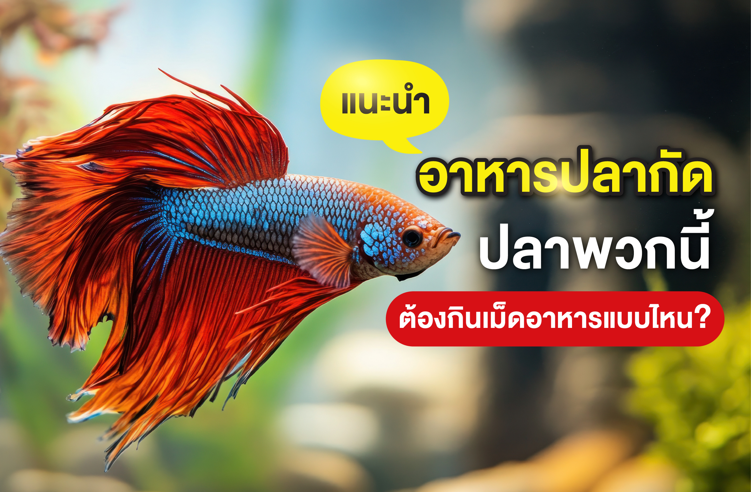 แนะนำอาหารปลากัด ปลาพวกนี้ต้องกินเม็ดอาหารแบบไหน?