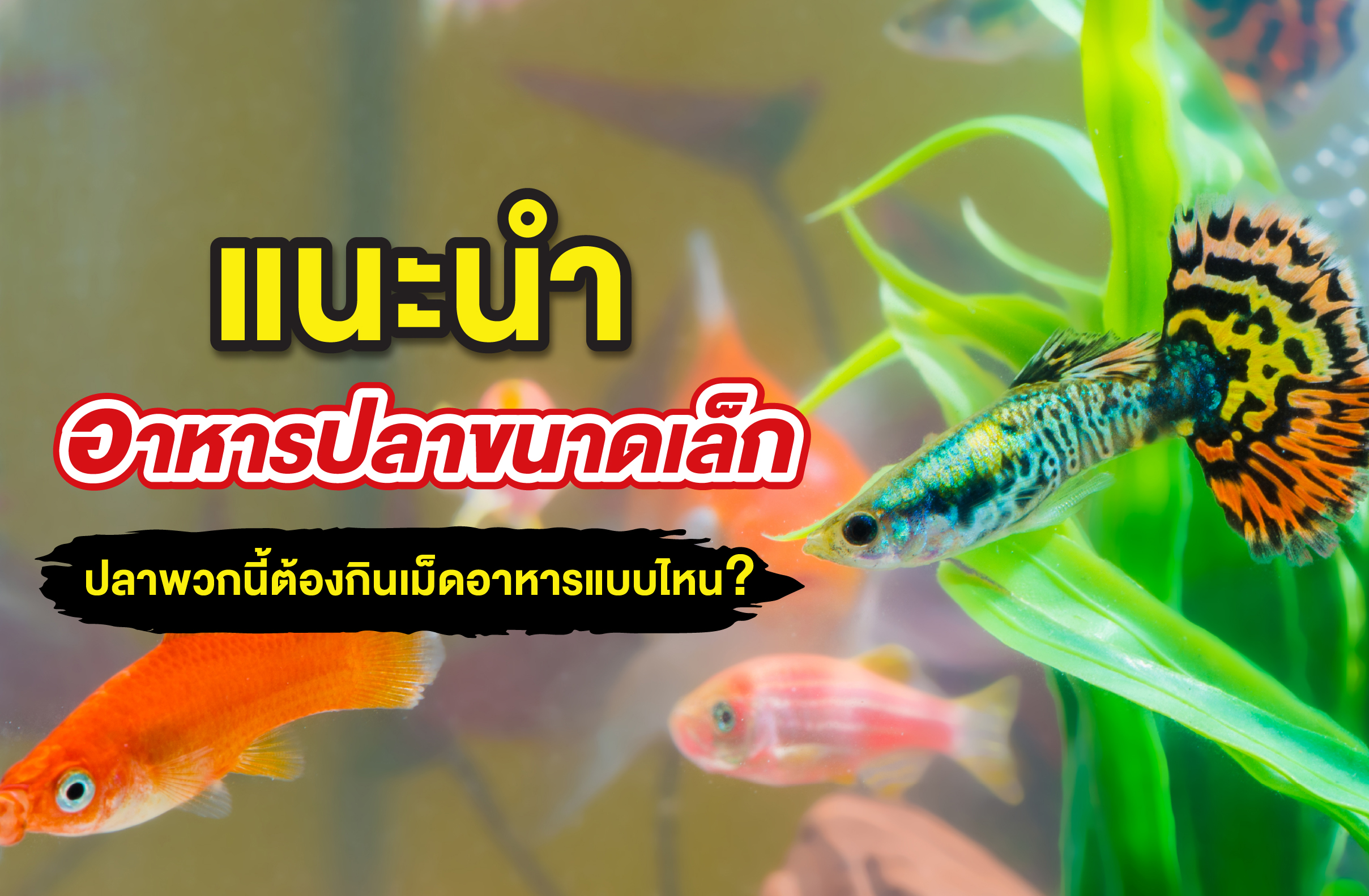 แนะนำอาหารปลาขนาดเล็ก ปลาพวกนี้ต้องกินเม็ดอาหารแบบไหน?