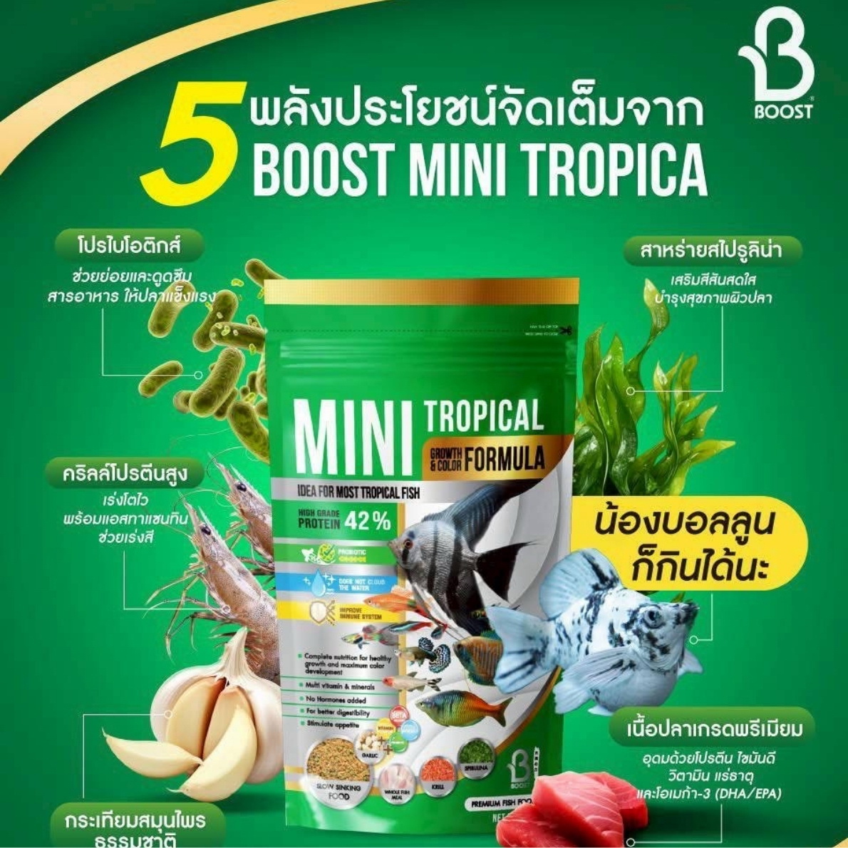 อาหารปลาสอด ปลามอลลี่ Boost Mini Tropical Growth & Color Formula อาหารปลาสวยงามชนิดผง เปลี่ยนปลาตัวจิ๋วให้สวยโดดเด่นด้วย Boost Mini Tropical Growth & Color Formula อาหารสูตรซูเปอร์พรีเมียมที่ออกแบบมาเพื่อปลาขนาดเล็กอย่างปลาหางนกยูง, นีออน และปลาเทวดาโดยเฉพาะ อัดแน่นด้วยโปรตีนคุณภาพสูงถึง 42% จาก Whole Fish Meal และ Krill ช่วยให้ปลาเจริญเติบโตอย่างรวดเร็วและมีโครงสร้างที่แข็งแรง ผสมผสานกับ Spirulina ธรรมชาติที่ช่วยขับสีสันให้สดใสสวยงามแบบมีออร่า โดยไม่มีการใช้ฮอร์โมน ปลอดภัยต่อสุขภาพปลาในระยะยาว