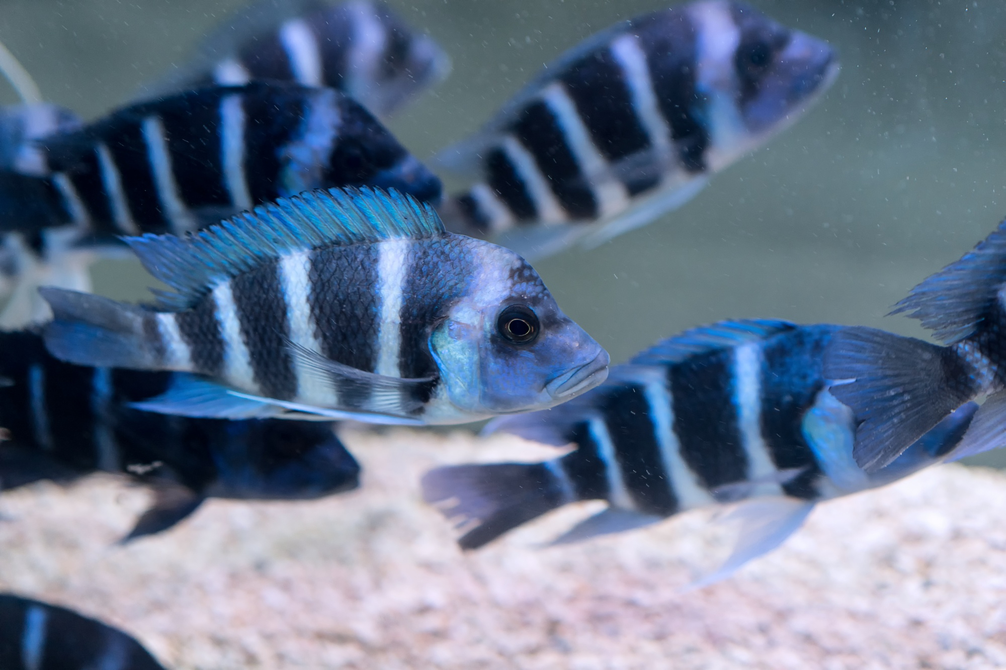 อาหารปลาหมอสี ปลาฟรอนโตซ่า (Frontosa) มีถิ่นกำเนิดดั้งเดิมอยู่ที่ ทะเลสาบแทนกันยิกา (Lake Tanganyika) ในทวีปแอฟริกา โดยมักอาศัยอยู่ในระดับน้ำที่ค่อนข้างลึก ปลาชนิดนี้เหมาะสำหรับผู้ที่เลี้ยงในตู้ปลาขนาดใหญ่ เนื่องจากเมื่อโตเต็มที่สามารถมีความยาวได้ถึง 30-35 เซนติเมตร เลยทีเดียวครับ