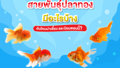 สายพันธุ์ปลาทอง มีอะไรบ้าง อันไหนน่าเลี้ยง และนิยมตอนนี้?