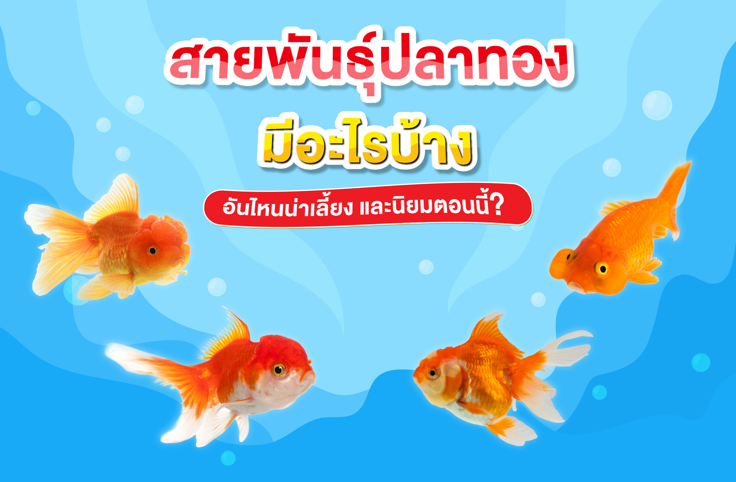 สายพันธุ์ปลาทอง มีอะไรบ้าง อันไหนน่าเลี้ยง และนิยมตอนนี้?