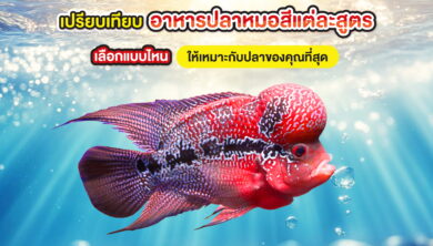 เปรียบเทียบอาหารปลาหมอสีแต่ละสูตร เลือกแบบไหนให้เหมาะกับปลาของคุณที่สุด