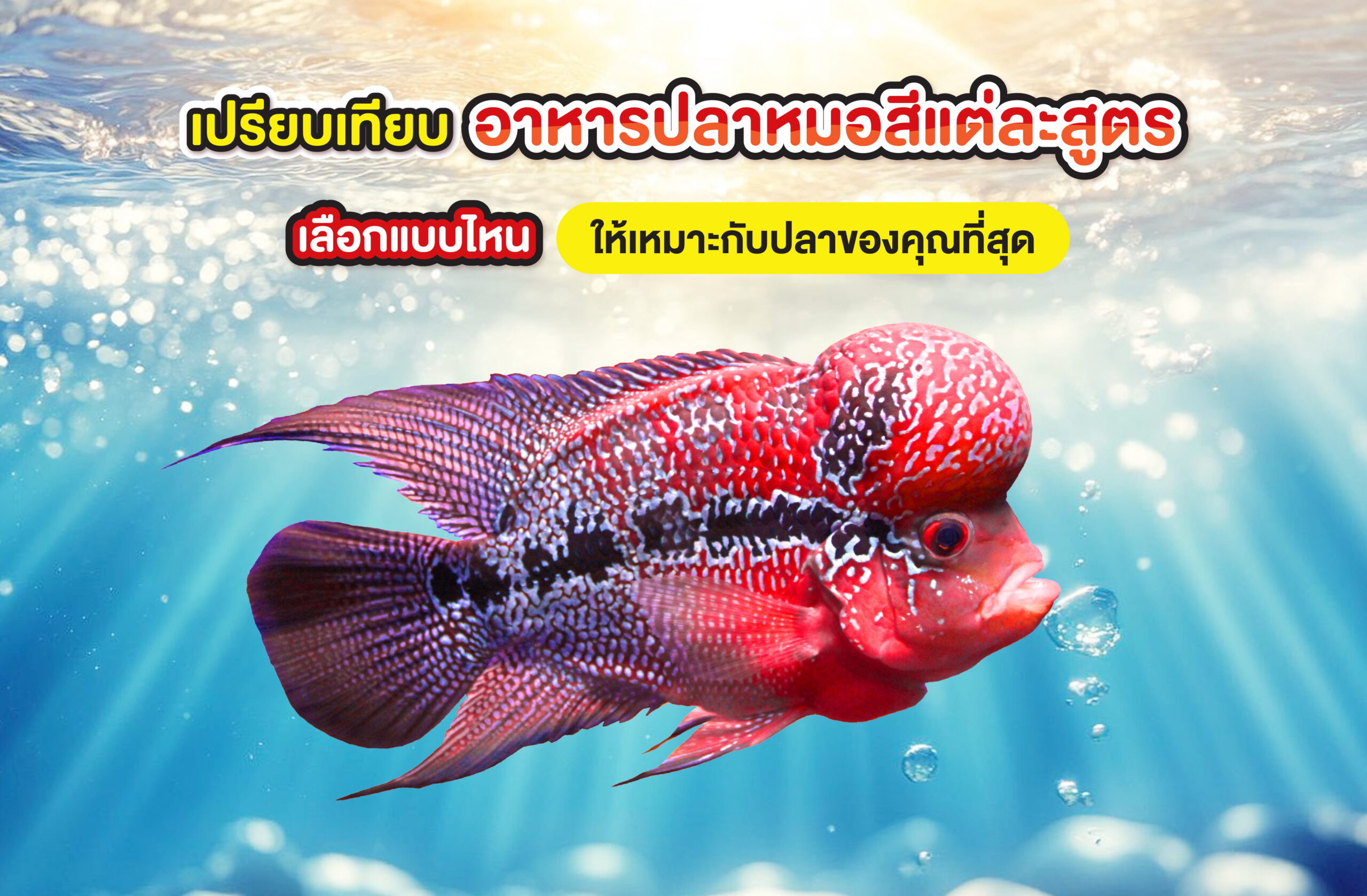เปรียบเทียบอาหารปลาหมอสีแต่ละสูตร เลือกแบบไหนให้เหมาะกับปลาของคุณที่สุด