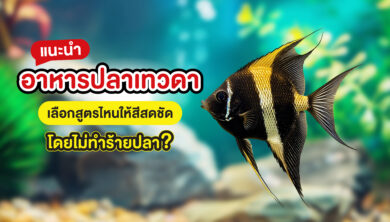 แนะนำอาหารปลาเทวดา เลือกสูตรไหนให้สีสดชัด โดยไม่ทำร้ายปลา