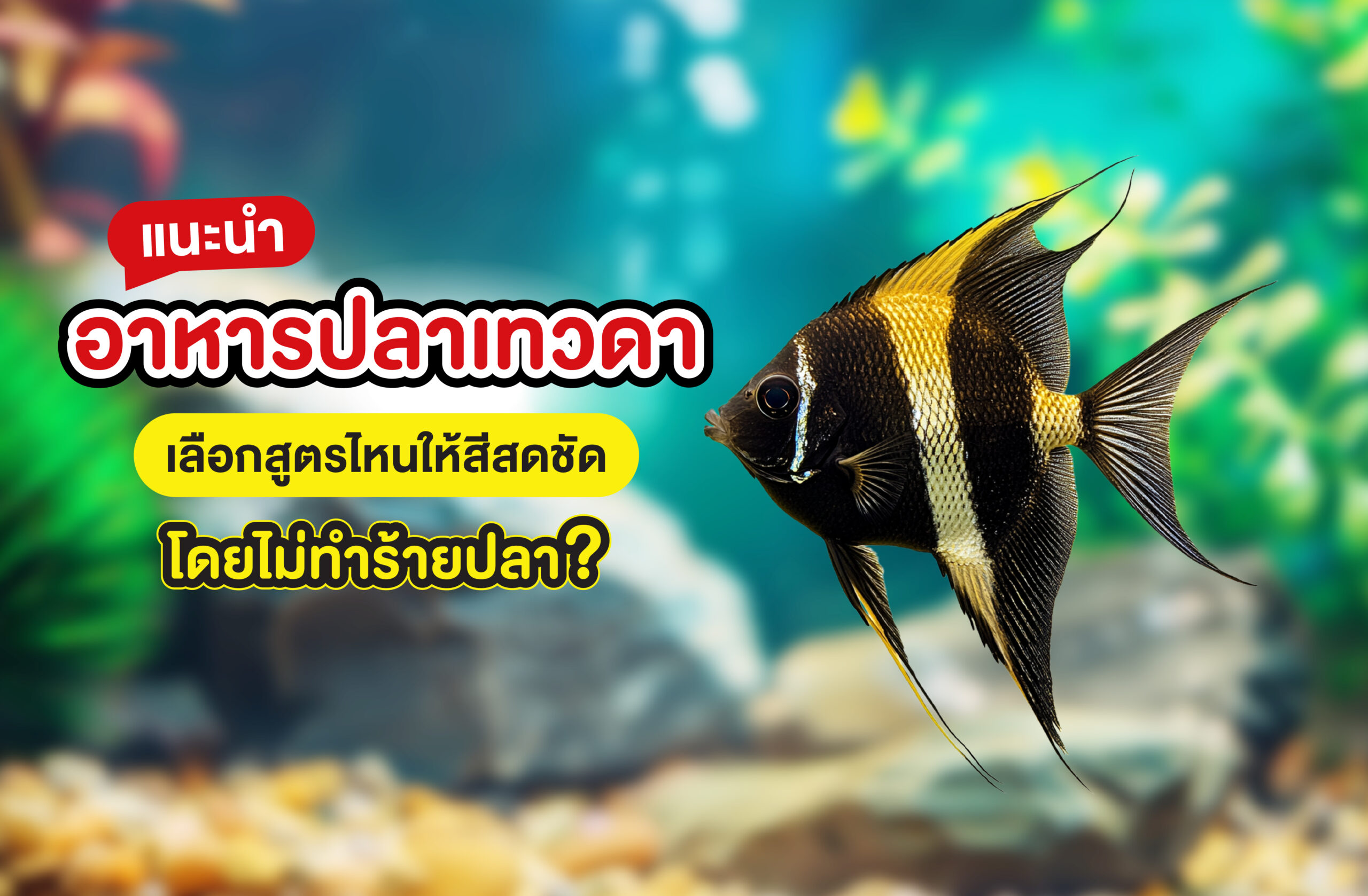 แนะนำอาหารปลาเทวดา เลือกสูตรไหนให้สีสดชัด โดยไม่ทำร้ายปลา