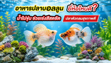อาหารปลาบอลลูน ยี่ห้อไหนดี? น้ำไม่ขุ่น ช่วยเร่งสีสดชัด ปลาตัวกลมสุขภาพดี