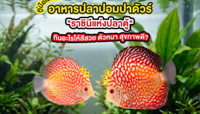 คู่มือเลือกอาหารปลาปอมปาดัวร์ "ราชินีแห่งปลาตู้" กินอะไรให้สีสวย ตัวหนา สุขภาพดี?