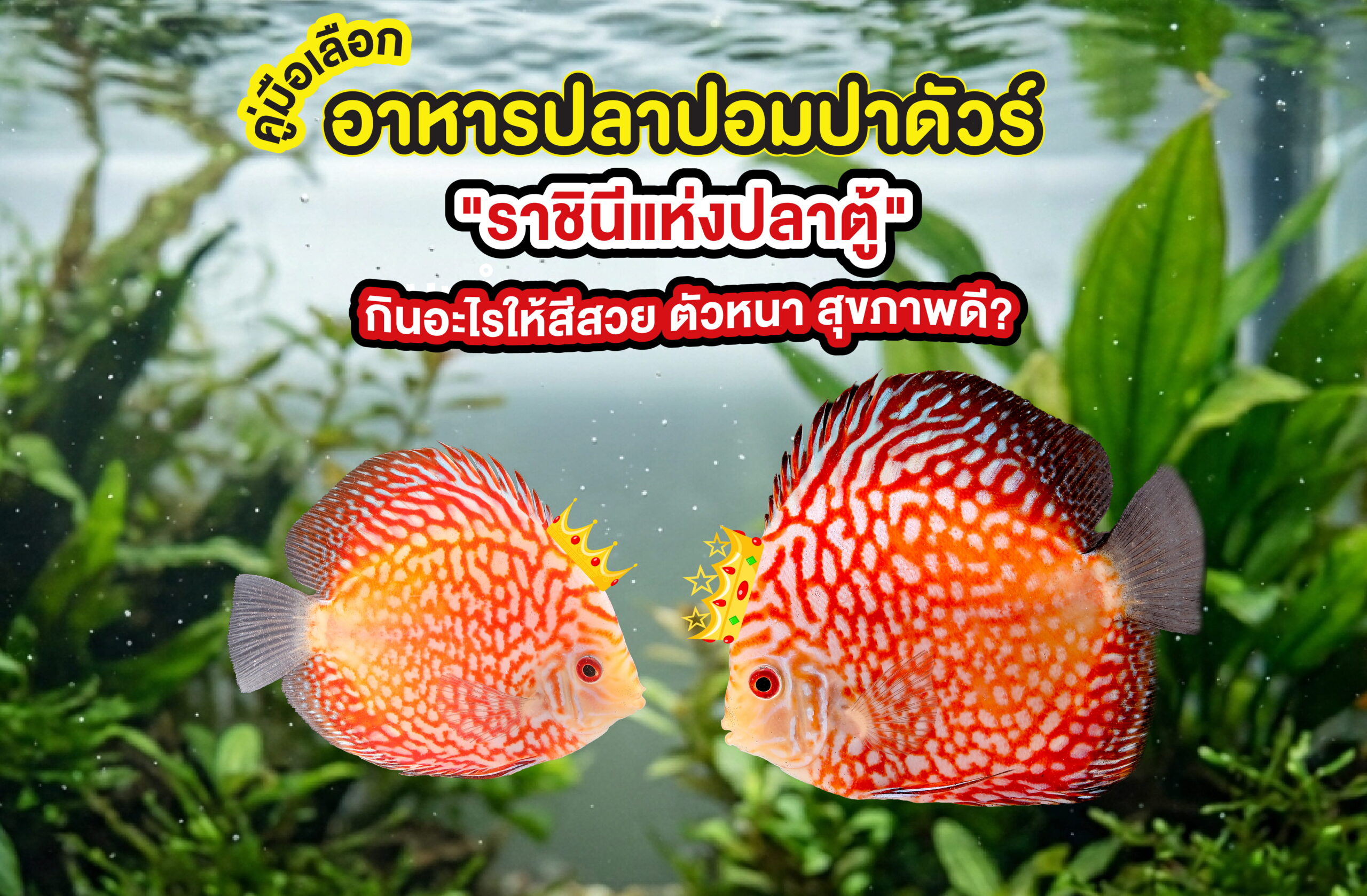 คู่มือเลือกอาหารปลาปอมปาดัวร์ "ราชินีแห่งปลาตู้" กินอะไรให้สีสวย ตัวหนา สุขภาพดี?