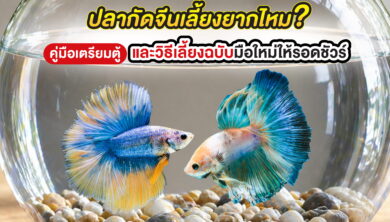 ปลากัดจีนเลี้ยงยากไหม? คู่มือเตรียมตู้และวิธีเลี้ยงฉบับมือใหม่ให้รอดชัวร์