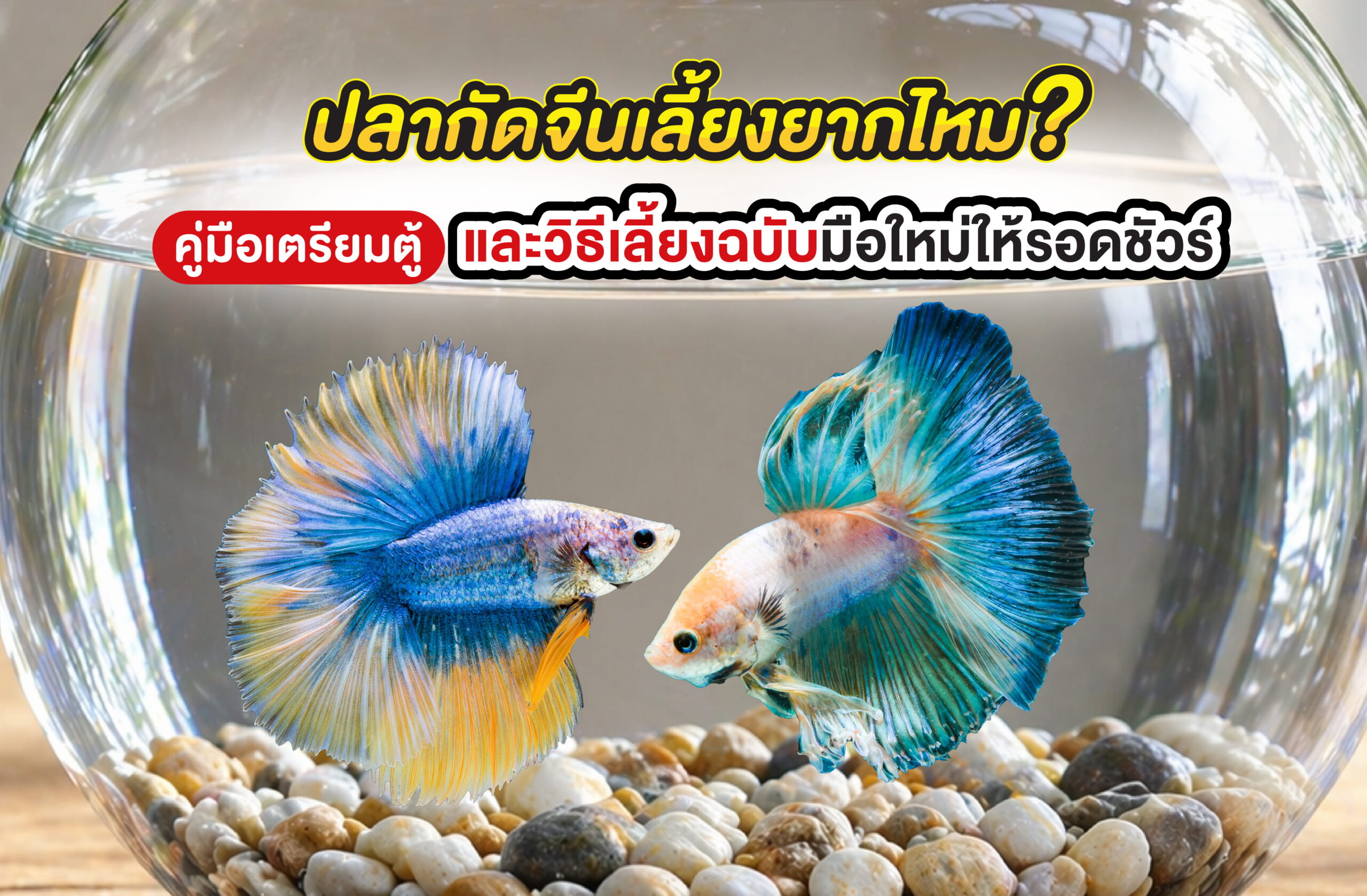 ปลากัดจีนเลี้ยงยากไหม? คู่มือเตรียมตู้และวิธีเลี้ยงฉบับมือใหม่ให้รอดชัวร์