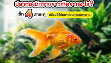 ปลาทองมีคราบขาวเกิดจากอะไร? เช็ก 4 สาเหตุพร้อมวิธีรักษาด่วนก่อนปลาตาย!