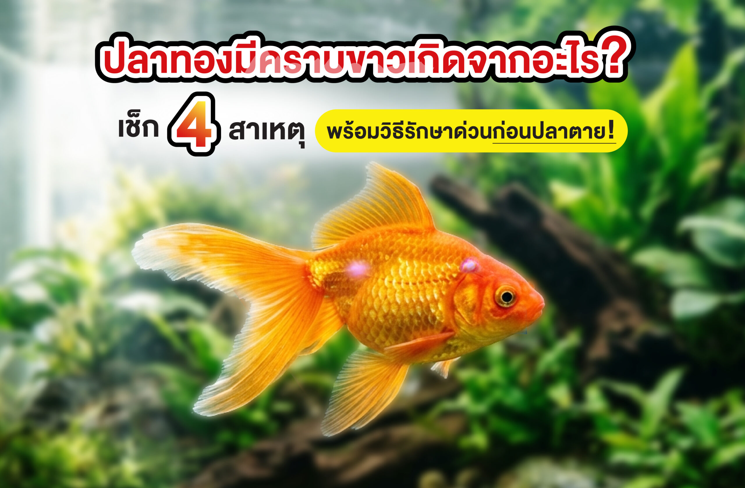 ปลาทองมีคราบขาวเกิดจากอะไร? เช็ก 4 สาเหตุพร้อมวิธีรักษาด่วนก่อนปลาตาย!