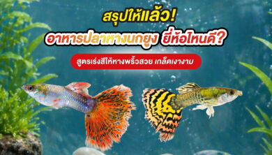 สรุปให้แล้ว! อาหารปลาหางนกยูง ยี่ห้อไหนดี? สูตรเร่งสีให้หางพริ้วสวย เกล็ดเงางาม