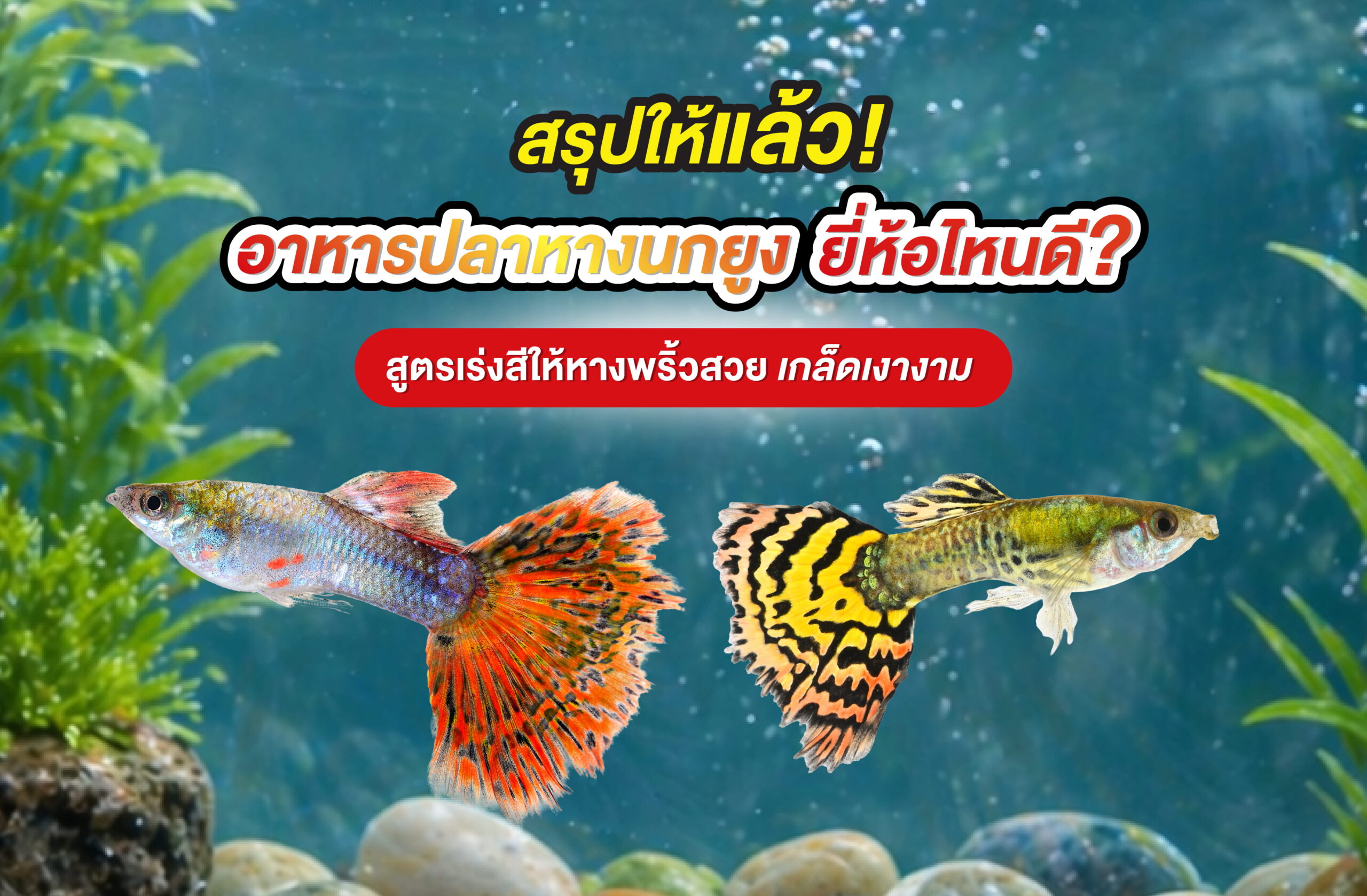 สรุปให้แล้ว! อาหารปลาหางนกยูง ยี่ห้อไหนดี? สูตรเร่งสีให้หางพริ้วสวย เกล็ดเงางาม